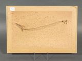 an image of a picture of a fish in a glass frame