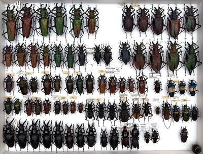 a lot of beetles that are on display in a white frame