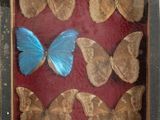 a lot of butterflies that are in a wooden box