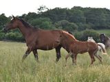 trois chevaux qui marchent ensemble dans l'herbe