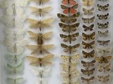 many different types of moths displayed in a glass case