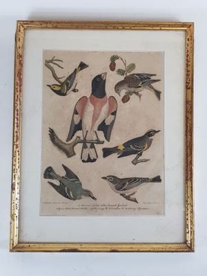 une photo représentant un groupe d'oiseaux, dans un cadre doré