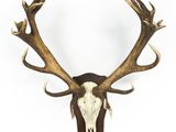 un gros plan de la tête d'un cerf empaillée accrochée au mur