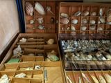 a display case filled with shells and seashells