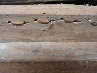 Chaise cannée en bois mouluré et sculpté, le dossier de form… (photo 6)