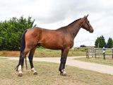 a horse that is standing in the grass by a fence