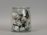 a glass jar filled with shells on a white surface