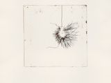 an image of a black and white drawing of a plant in a square frame