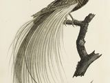 dessin représentant un oiseau perché sur une branche, avec de longues plumes à la queue