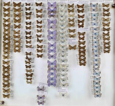 de nombreux papillons exposés dans une vitrine
