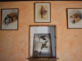 four framed pictures of birds and a dog on the wall
