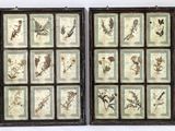 two framed pictures of plants and flowers on the wall