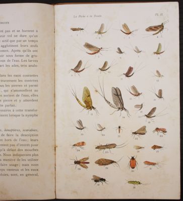 an open book with illustrations of various insects and insects on it