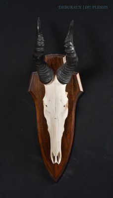 skull mounted on a wooden shield with horns on a black background