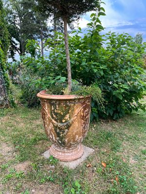 un grand arbre en pot au milieu d'une pelouse