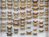 de nombreux types de papillons exposés dans une vitrine