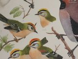a lot of birds that are sitting on a branch