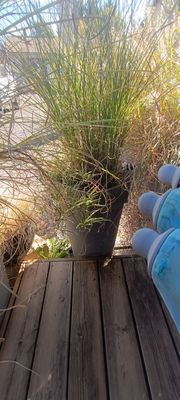 une peluche bleue posée sur une table en bois, à côté d'une plante en pot