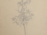 dessin d'une plante avec des feuilles et des fleurs sur une feuille de papier