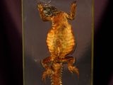a glass box with a lizard in it on a purple background