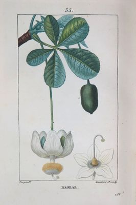 drawing of a plant with leaves and flowers on a white background