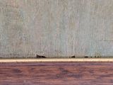 an image of a close up view of a wood floor