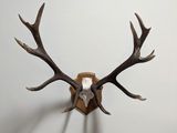 une tête de cerf empaillée accrochée au mur, avec ses bois