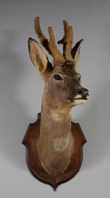 tête de cerf fixée sur une plaque en bois, sur fond blanc