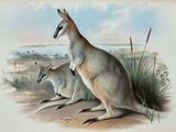 two kangaroos standing next to each other on the ground