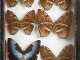 a picture of a display of butterflies in a shadow box