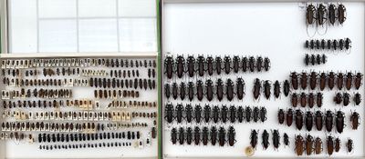 a lot of bugs that are hanging on the wall