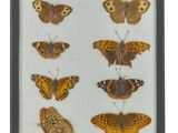 a framed picture of a variety of butterflies on a white background