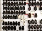 a lot of black and white items on display in a store