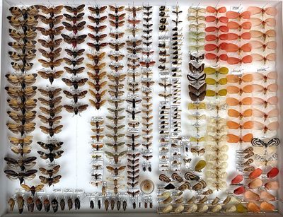 many different types of moths displayed in a display case