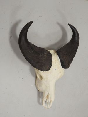 crâne de taureau avec des cornes sur un fond blanc
