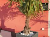 a small palm tree in a planter outside of a building