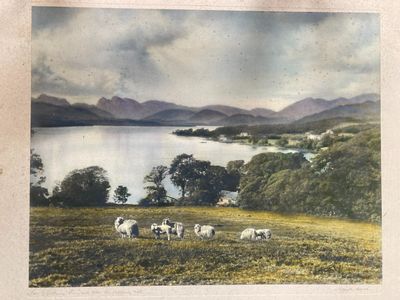 many sheep that are standing in the grass by the water