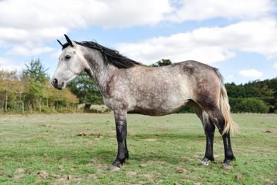 a horse that is standing in the grass in the field