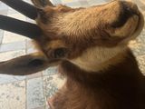 a close up of a goat head on a tiled floor