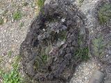 an aerial view of a plant growing out of a hole in the ground