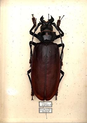 a large beetle that is mounted in a glass frame