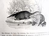 un livre avec une illustration représentant un rat et une souris