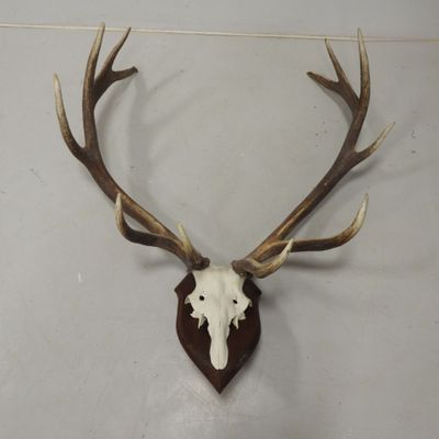 une tête de cerf avec des bois accrochée au mur