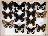 de nombreux papillons disposés dans un cadre en bois