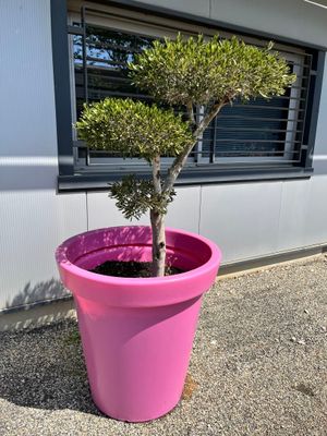 un petit arbre dans un pot rose devant un immeuble