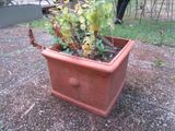 a plant that is growing in a pot on the ground