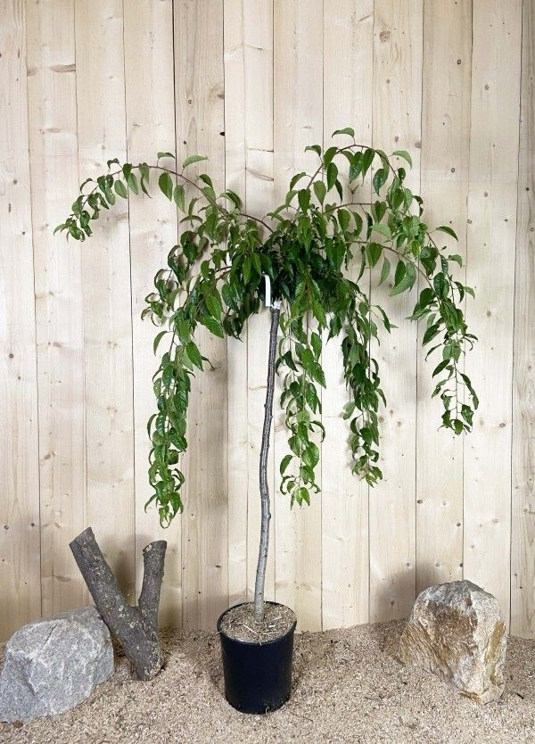 Destockage & Invendus