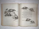 an open book with illustrations of animals on it