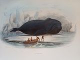 a picture of a whale that is floating in the water