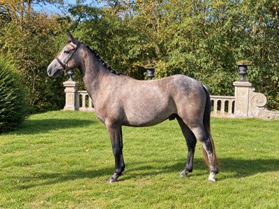 a horse that is standing in the grass in the yard